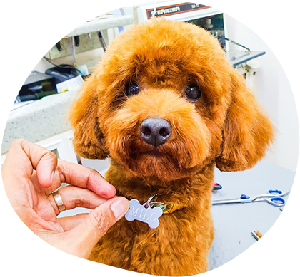 The Best Tools For Dog Grooming At Home